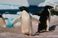 Пингвины в Антарктиде вымирают от потепления