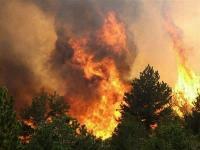 В Курганской области начались лесные пожары, горим из-за безкультурья
