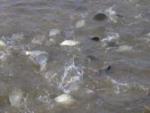 Нерестовая рыба в Курганской области под охраной