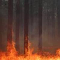 Леса в Курганской области продолжают гореть