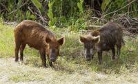 Кургану угрожает Африканская чума свиней. Комиссия по ЧС принимает меры