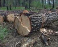 Курганец приговорен к обязательным работам за вырубку деревьев