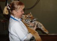 В клинике животных Центра Илизарова прооперировали тигренка