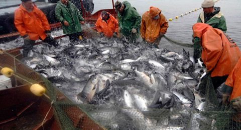 Курганская область до конца года получит три тысячи тонн рыбы