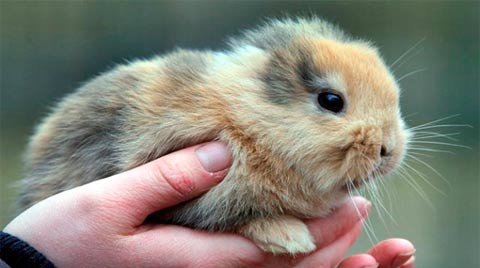 В Германии трагически погиб знаменитый безухий кролик 