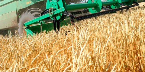Курганская область потеряла 61% урожай зерна 