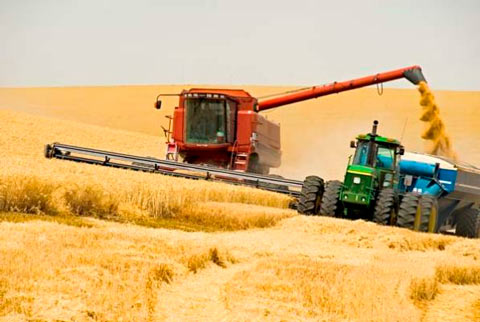 Курганская область рассчитывает собрать миллион тонн зерна